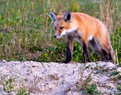 fox.jpg