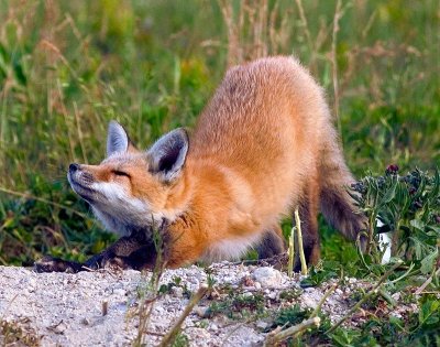 fox2.jpg