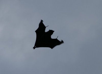 Bat flight 1
