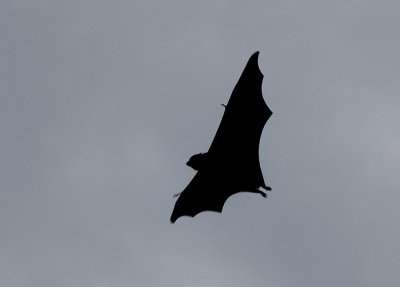 Bat flight 4