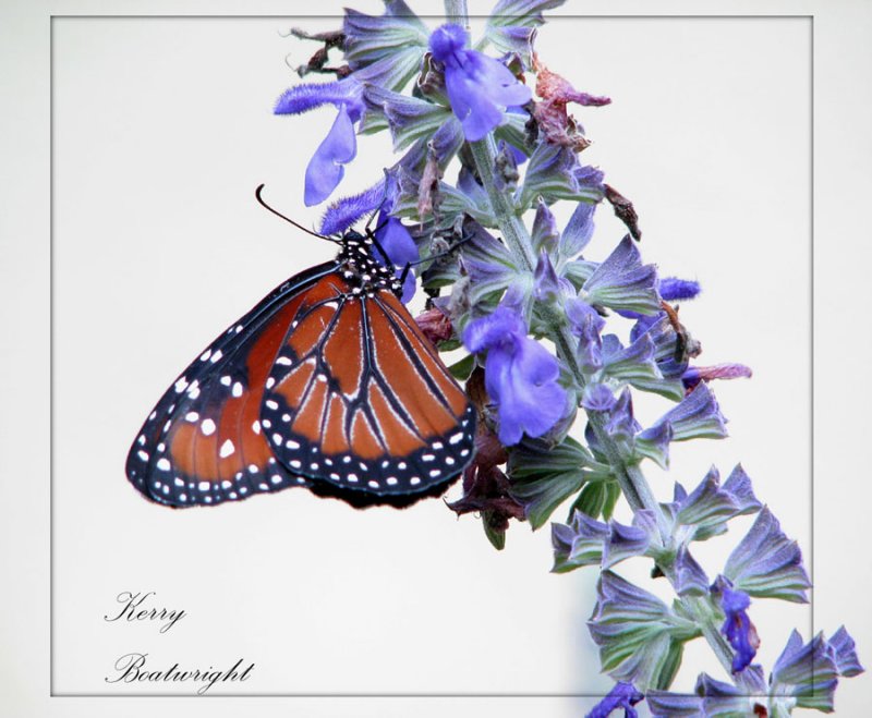 Queen Butterfly on Salvia