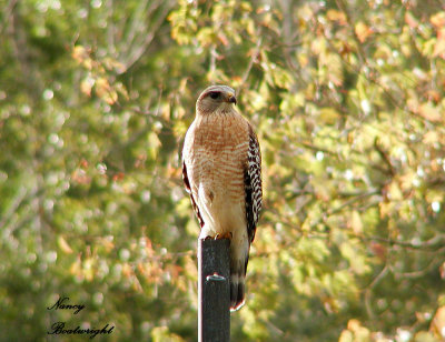 Hawk in our front yard.jpg