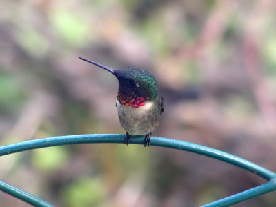 One of our first Hummingbirds for 2007