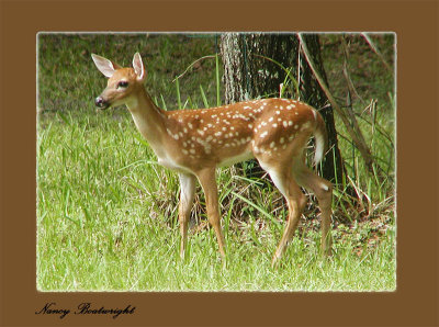 Fawn July, 2007