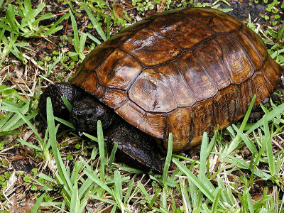 Box turtle