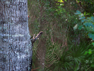 Sunrise on the spider web