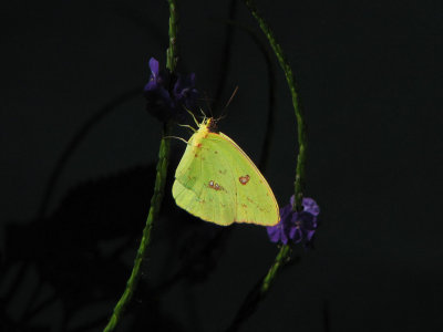 Orange-barred Sulphur Butterfly on Porter Weed