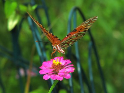 Gulf Fritillary on Zinnia