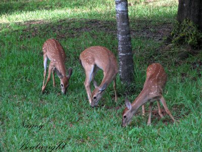 3-Fawns