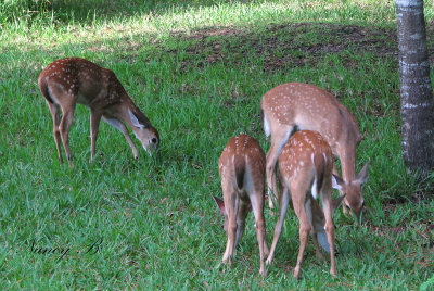 4-Fawns