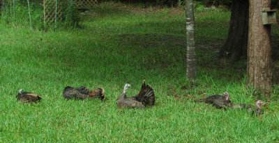 5 Wild Turkey in back yard
