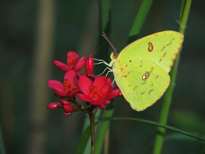 Orange-barred Sulphur Butterfly