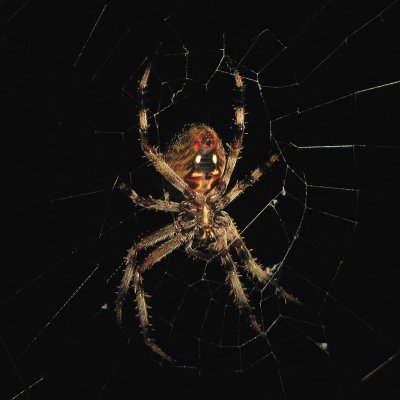 Redfemured Spotted Orbweaver Spider