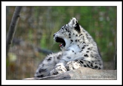 4 month old snow leopard cub