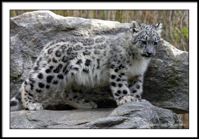 snow leopard cub playing on the rocks