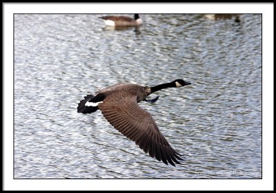 canada goose in flight