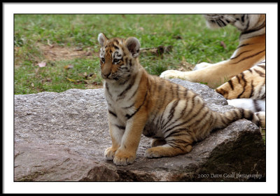 3 month old tiger cub