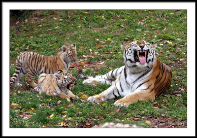 teaching the cubs how to roar ?