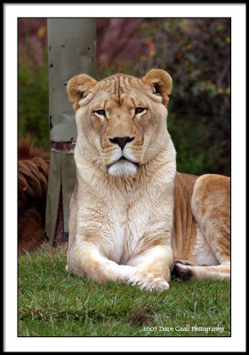 lioness keeping watch