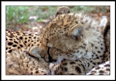 cheetahs sleeping together