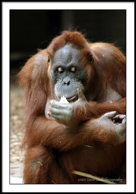 orangutan snack