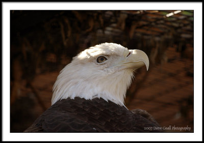 the great bald eagle