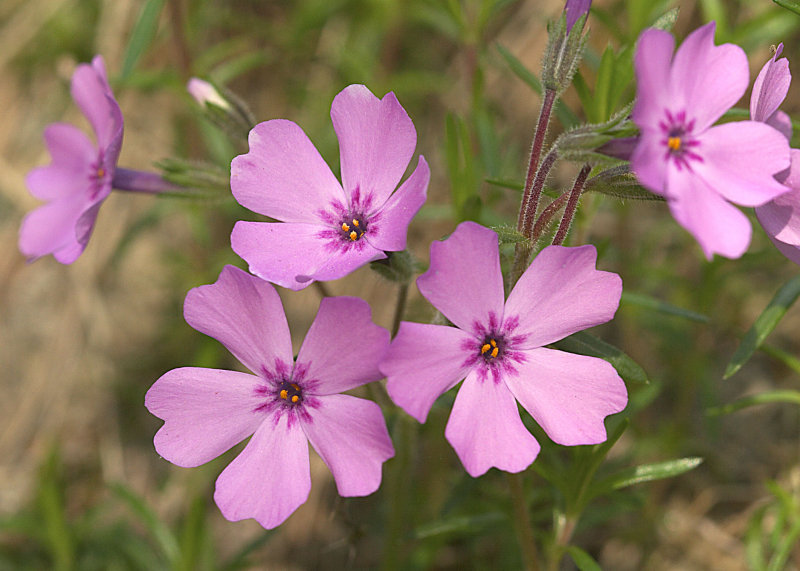 Pinks