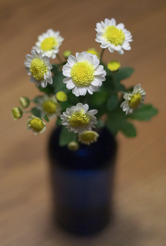 Miniature Mums
