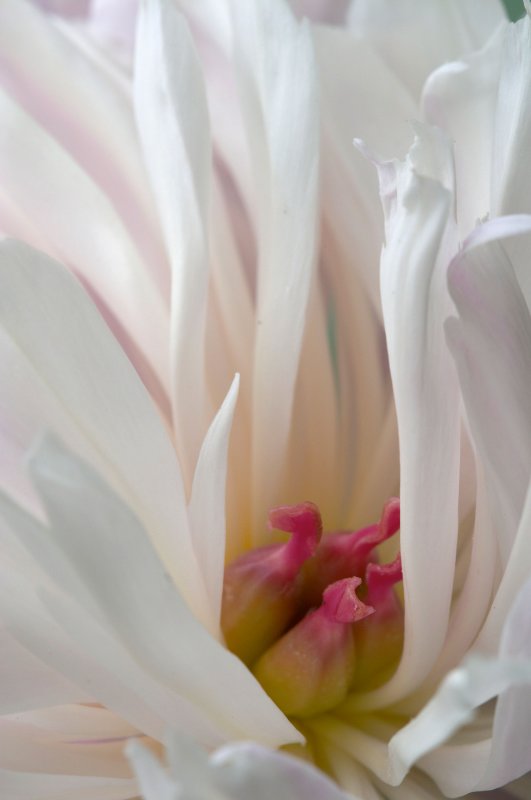 Peony Heart
