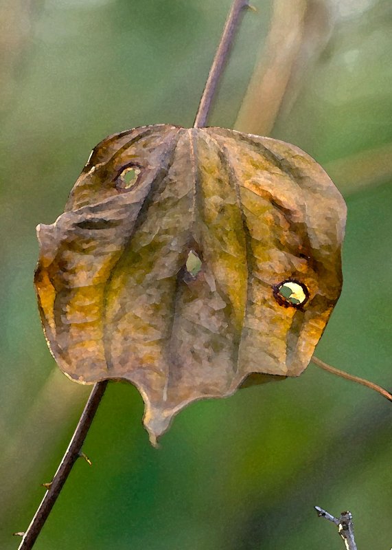 Vine Leaf Watercolor