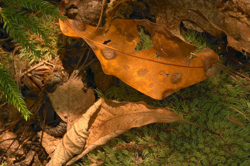 Detritus 2