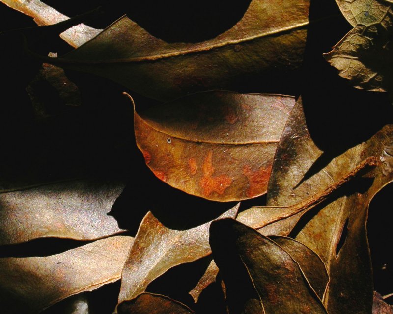 Laurel Leaves