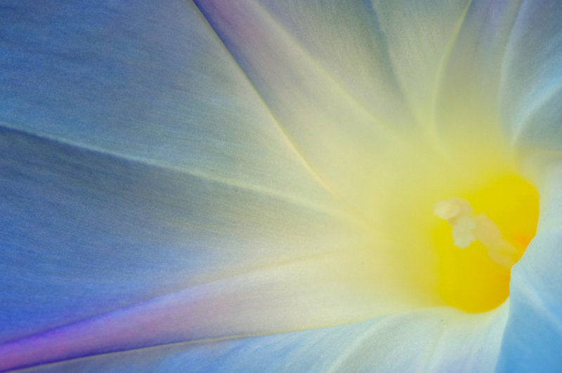 Morning Glory Glow