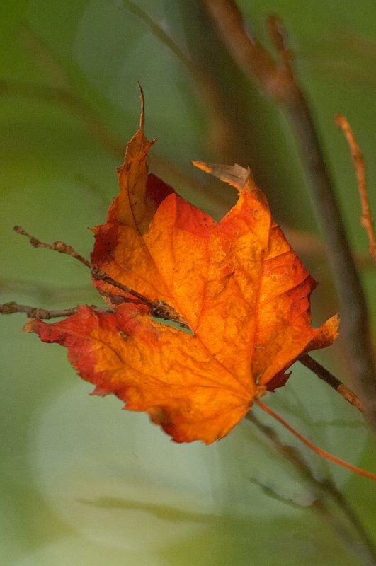 Red Maple