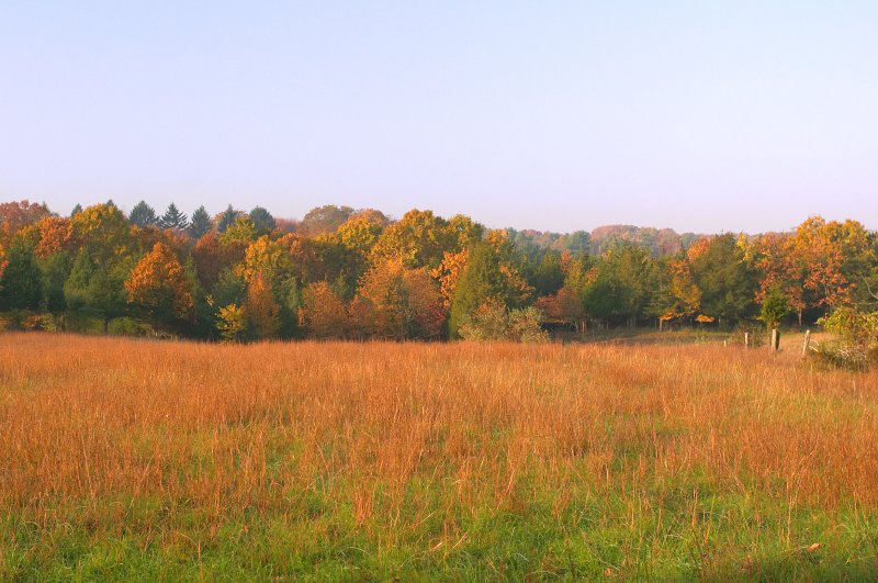Meadow in Autumn