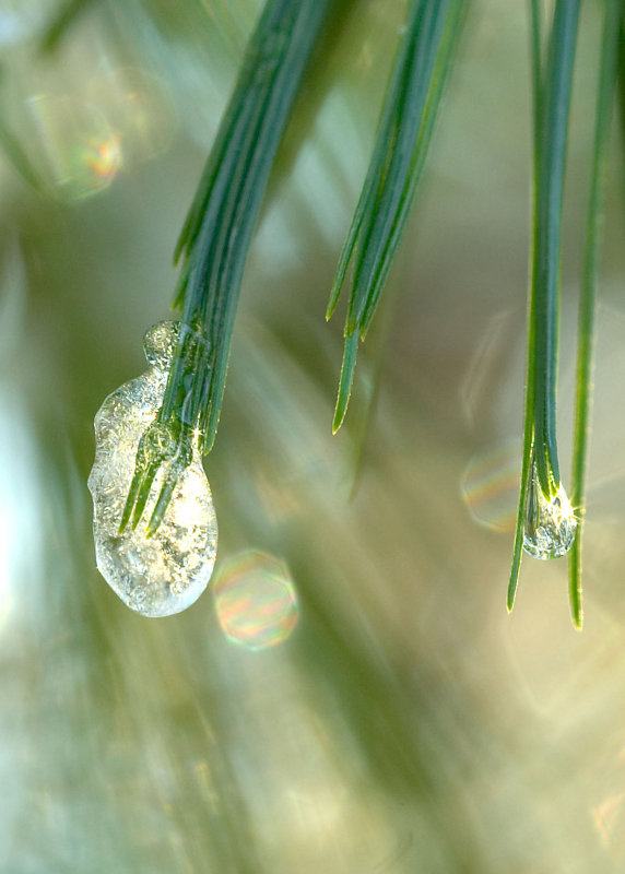 Frozen Needles