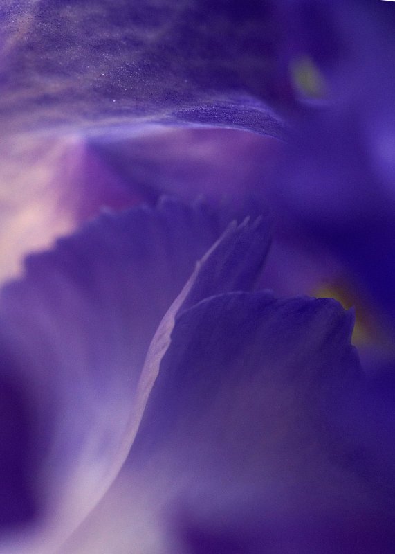 Iris abstract 2