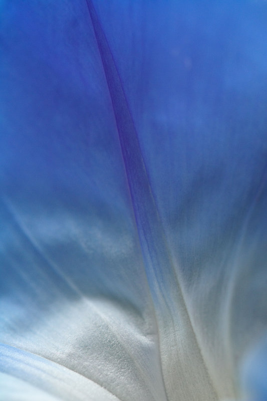 Rinkled
