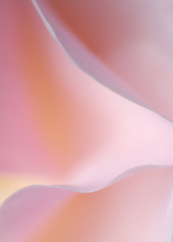 Rose 3
