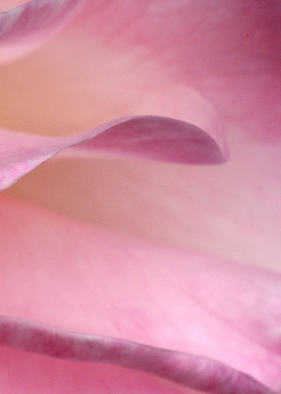 Rose  5