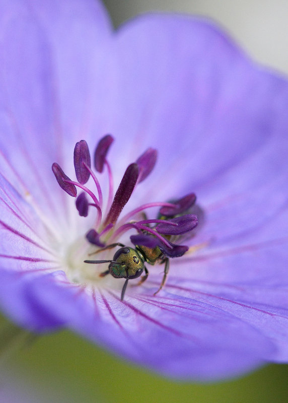 Tending a Geranium