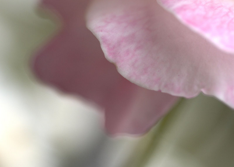 Rose 7