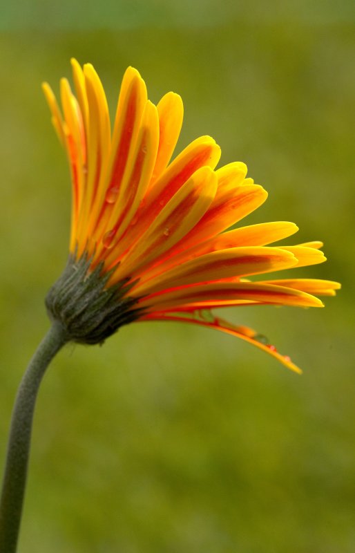 Late Summer Gerbera