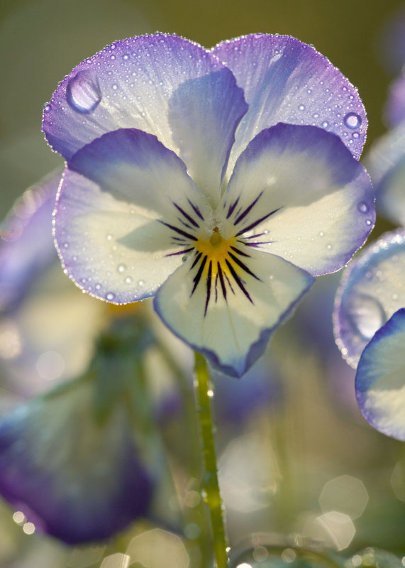 Backlit Pansy