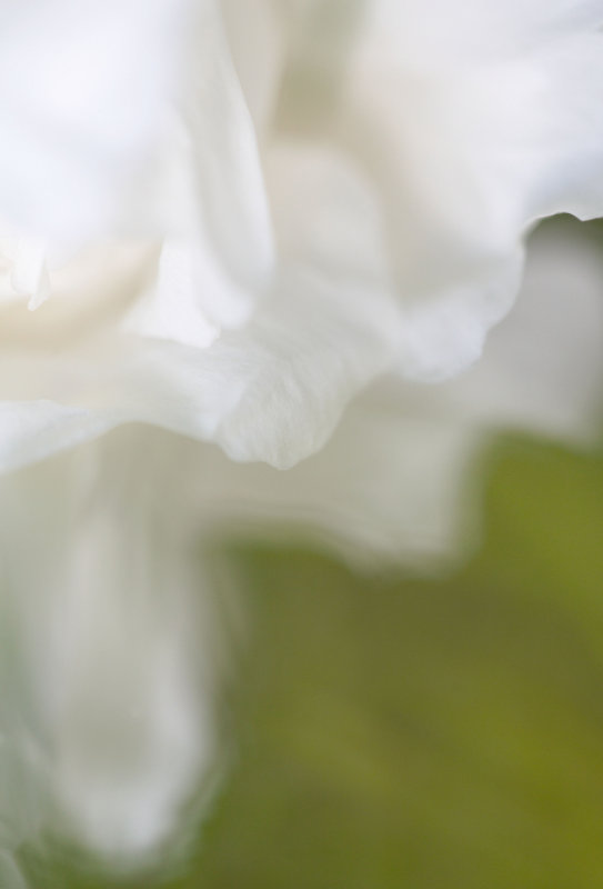 Ruffles