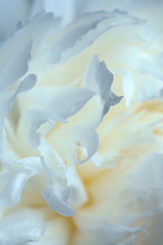 Peony 5