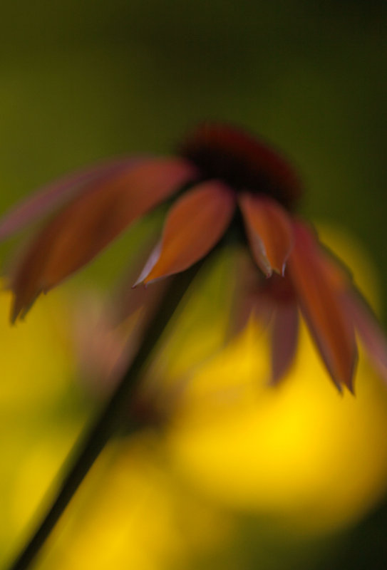 Dark Flower