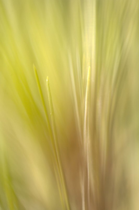 Needles 2