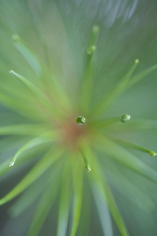 Needles & Drops  5