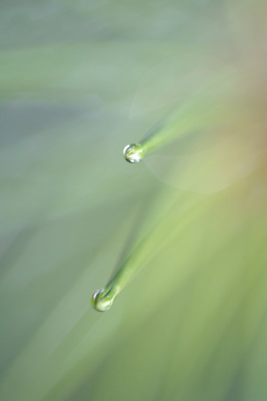 Needles &  Drops  3